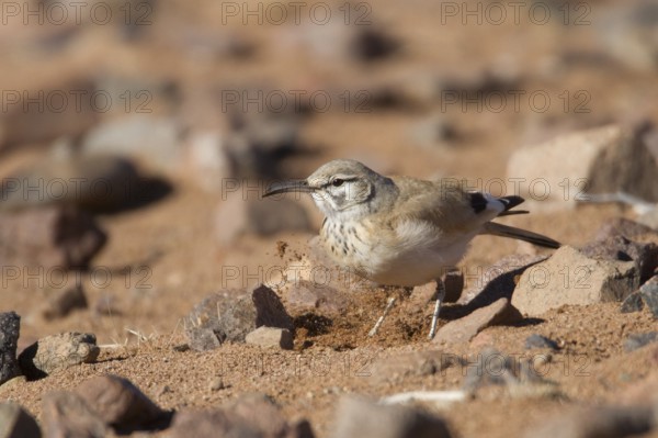 Greater Hoopoe-Lark (Alaemon alaudipes) female, Morocco