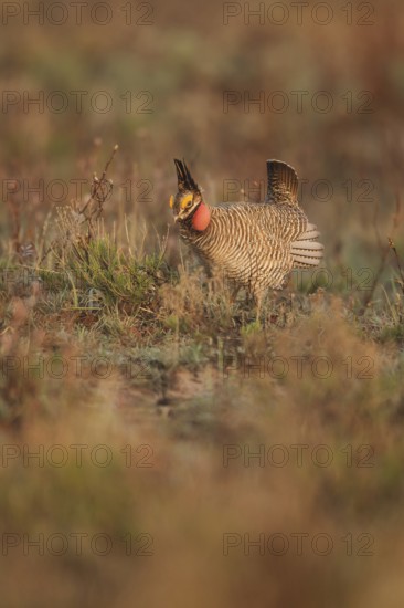 Lesser Prairie Chicken (Tympanuchus pallidicinctus) male, New Mexico, USA