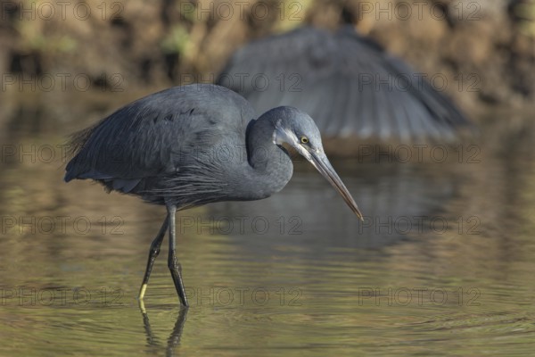Western Reef Heron (Egretta gularis) foraging, Gambia
