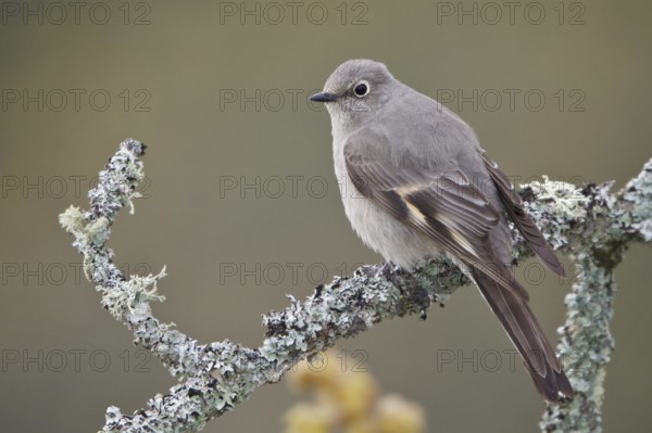 Townsend's Solitaire (Myadestes townsendi), British Columbia, Canada