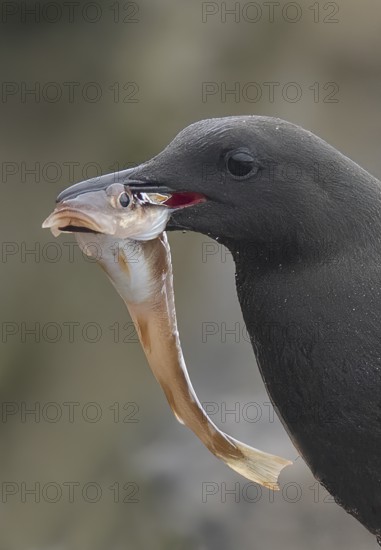 Black Guillemot (Cepphus grylle) with food in its beak, Iceland
