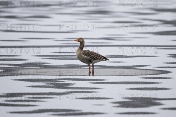 Greylag Goose (Anser anser) on snowy ice, Baden-Wuerttemberg, Germany
