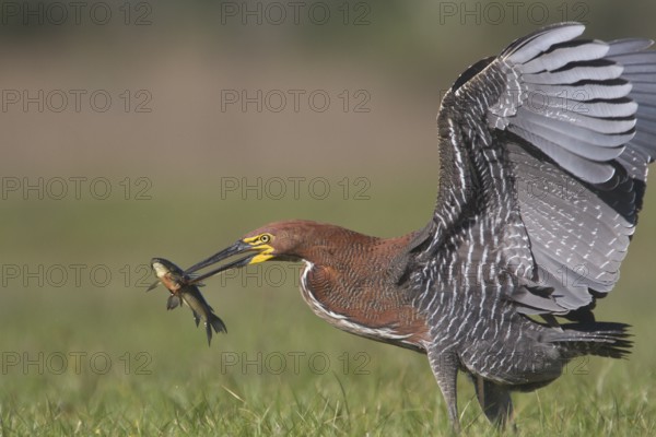 A Rufescent Tiger Heron lands with it's catch in front of Estancia Rincon del Socorro in Argentina