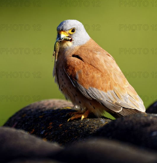 Male lesser kestrel (Falco naumanni) with prey, lizard, Psammodromus hispanicus, Extremadura, Spain