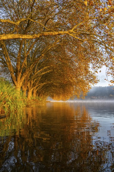 Autumn colours at the Platanen Allee, Hardenberg Ufer, lakeside path at Lake Baldeney, near Haus Scheppen, in Essen, Geese, North Rhine-Westphalia, Germany