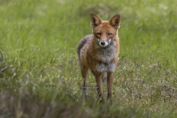 The red fox (Vulpes vulpes) is less than 10 metres away from me but does not spot me, an example of the importance of good camouflage, hunting, attracting, June, Denmark
