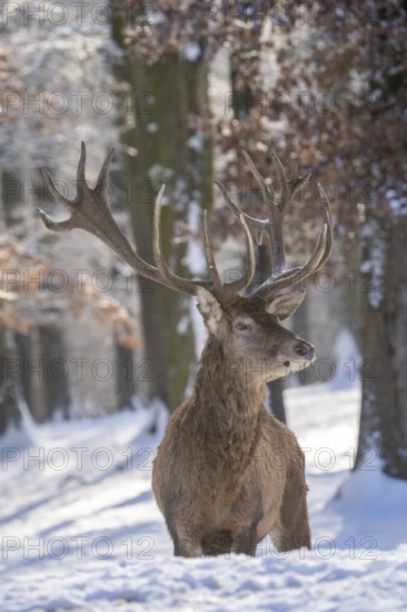 Red deer (Cervus elaphus), head portrait, Vulkaneifel, Rhineland-Palatinate, Germany