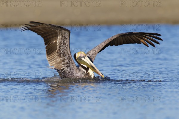 Brown Pelican (Pelecanus occidentalis), Florida, USA