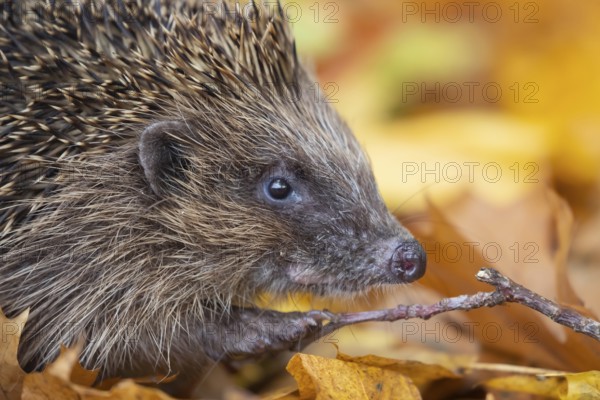 European hedgehog (Erinaceus europaeus) adult animal walking on fallen autumnal colour leaves in autumn, England, United Kingdom