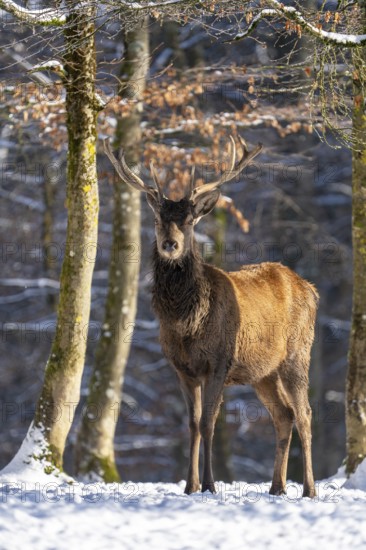 Red deer (Cervus elaphus), in the snow, winter, Vulkaneifel, Rhineland-Palatinate, Germany