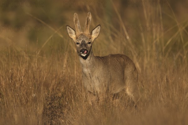 A roe deer stands gracefully in a sunlit field, surrounded by tall grass. The natural light highlights its features, creating a serene and peaceful wildlife scene