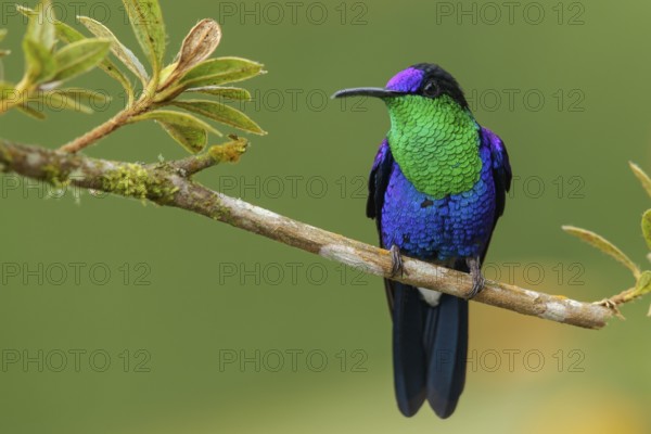 Crowned Woodnymph (Thalurania columbica) perched on a branch in the mountains of Colombia, South America