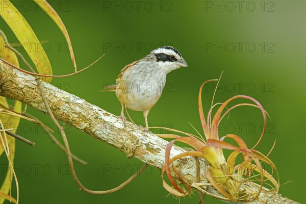 Stripe-headed Sparrow Aimophila ruficauda acuminata El Tuito, Jalisco, Mexico 12 June Adult Emberizidae