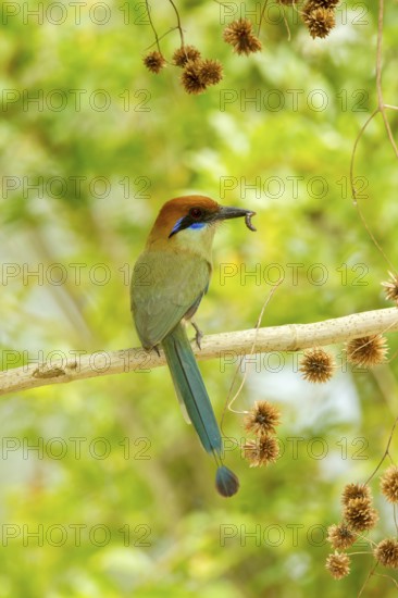 Russet-crowned Motmot Momotus mexicanus El Tuito, Jalisco, Mexico 12 June Adult carrying food. Momotidae