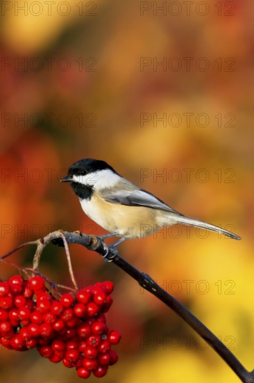 Black-capped Chickadee Poecile atricapilla Minneapolis, Minnesota, USA 1 November Adult on Mountain Ash (Sorbus americana) berries. Paridae
