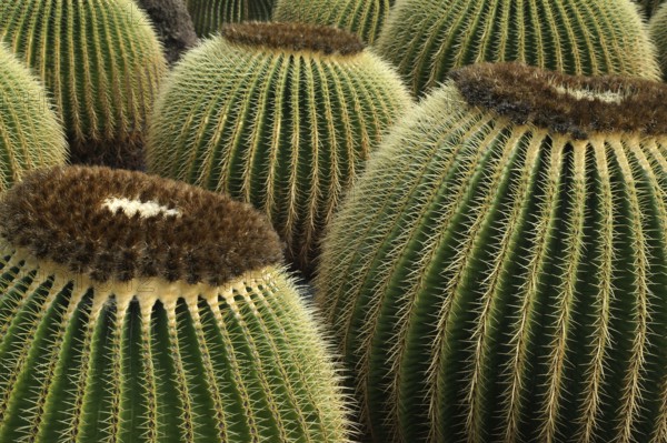 Canary islands, Lanzarote, cacti. Cactus Garden, Lanzarote, Canary Islands, Spain
