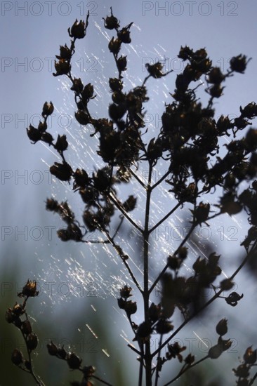 Plant in spring with cobweb threads, Germany