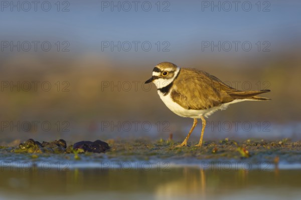 Little Ringed Plover (Charadrius dubius) foraging, North Rhine-Westphalia, Germany