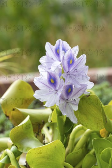 Thick-stemmed water hyacinth (Pontederia crassipes), Stork Botanical Garden for the Blind, Germany