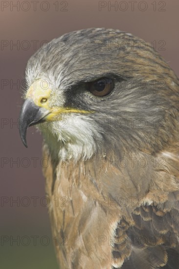 Swainson's Hawk (Buteo swainsoni), Alberta, Canada