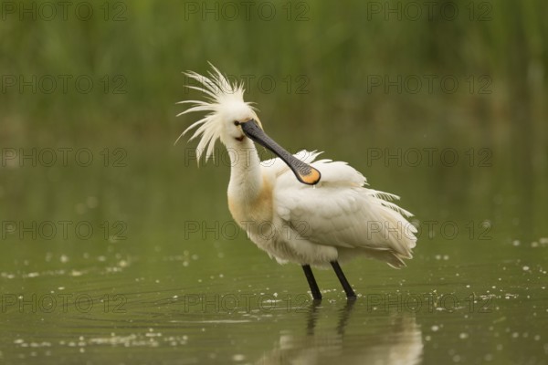 Eurasian Spoonbill (Platalea leucorodia), Serbia