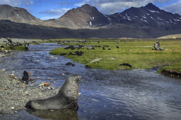 Animals, mammals, sea lion, Fortuna Bay, South Georgia, Antarctica