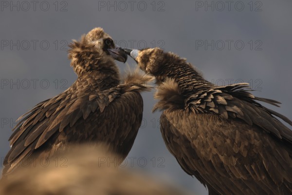 An intimate moment captured between two cinereous vultures, gently touching beaks against a muted, warm sky