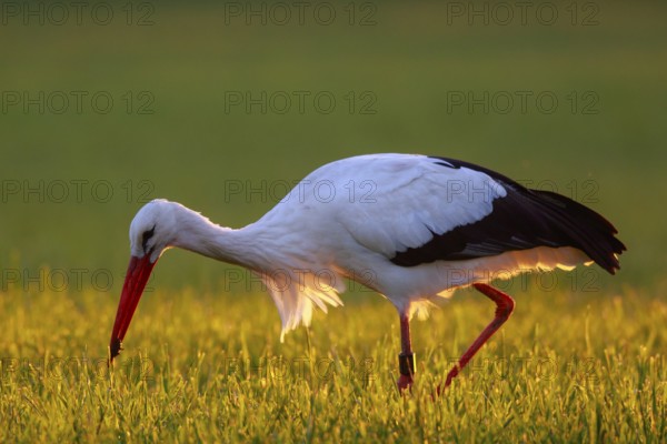 White Stork (Ciconia ciconia) foraging, North Rhine-Westphalia, Germany