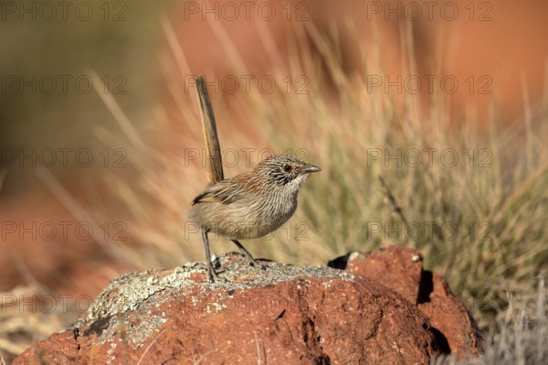 Short-tailed Grasswren (Amytornis merrotsyi pedleri), South Australia, Australia