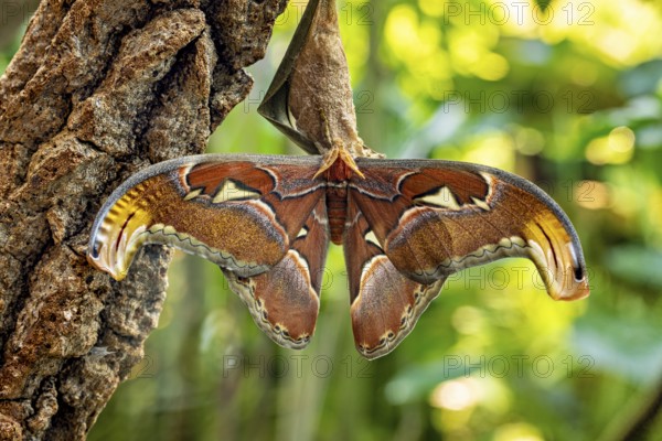 A large brown butterfly with outstretched wings rests on tree bark surrounded by green foliage, an Altass moth is just emerging from its cocoon (Attacus atlas)