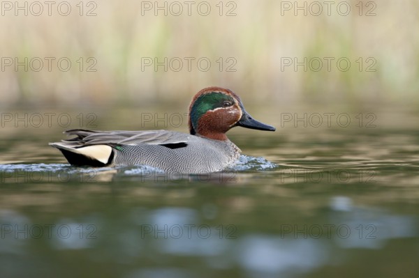 Eurasian Teal (Anas crecca) male, Bavaria, Germany
