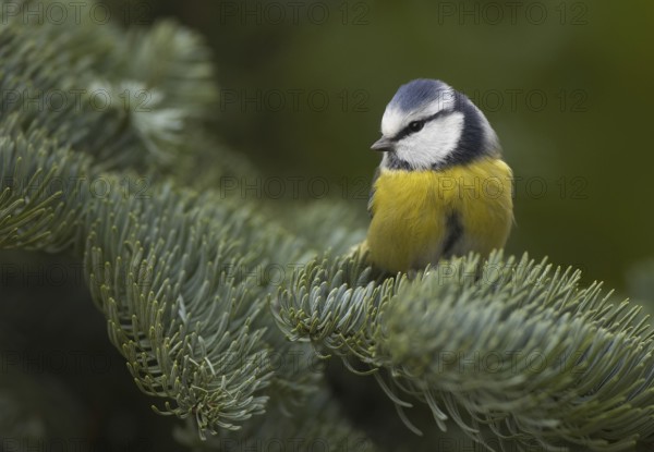 Eurasian Blue Tit (Cyanistes caeruleus), Mecklenburg-Western Pomerania, Germany