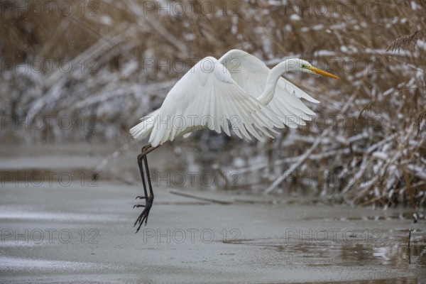 Great White Egret (Egretta alba) Germany