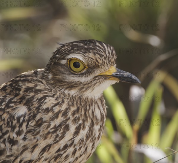 Kaptriel (Burhinus capensis), Eastern Cape, South Africa