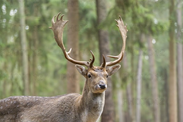 European fallow deer (Dama dama) buck, portrait, in a forest in autumn, Bavaria, Germany