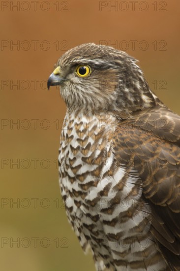 Eurasian Sparrowhawk (Accipiter nisus), Utrecht, Netherlands