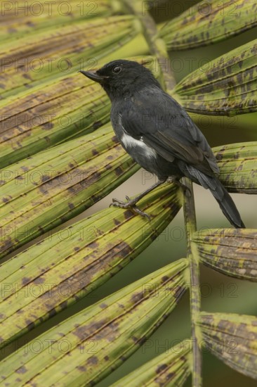 White-sided Flowerpiercer (Diglossa albilatera) perched on a branch in the mountains of Colombia, South America