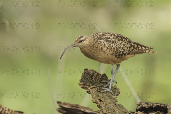 Bristle-thighed Curlew (Numenius tahitiensis), Midway Atoll, Hawaii, USA