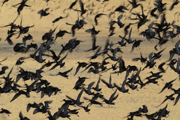 Black tailed godwit (Limosa limosa) adult wading birds taking off in flight in a flock, RSPB Frampton marsh nature reserve, Lincolnshire, England, United Kingdom