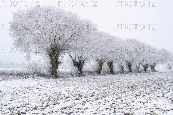 Willows in snow, winter, Vechta, Lower Saxony, Germany
