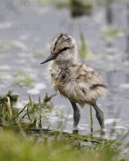 Pied Avocet (Recurvirostra avosetta) juvenile, Schleswig-Holstein, Germany