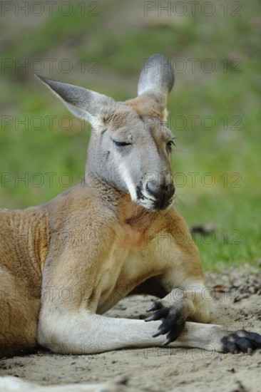 A kangaroo sits on sandy ground with its eyes closed, Red kangaroo (Osphranter rufus, Kangourou rufus, Macropus rufus), captive
