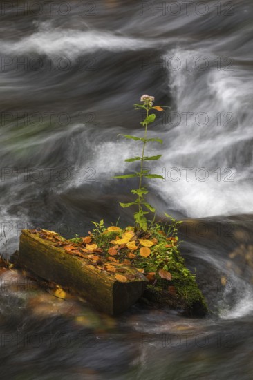 Flowing water with ferns and rocks in the Edmunds Gorge in autumn. River Kamnitz, Hrensko, Ustecky kraj, Czech Republic