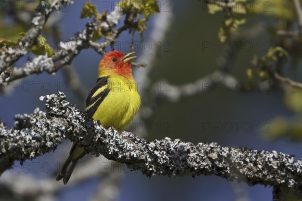 Western Tanager (Piranga ludoviciana) male singing, British Columbia, Canada