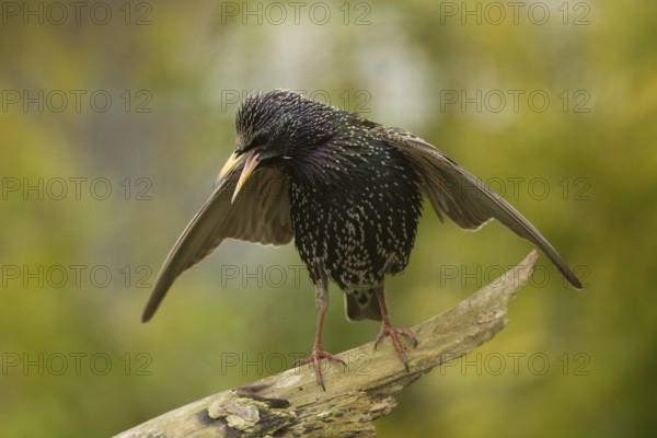 Common Starling (Sturnus vulgaris) calling, Bavaria, Germany