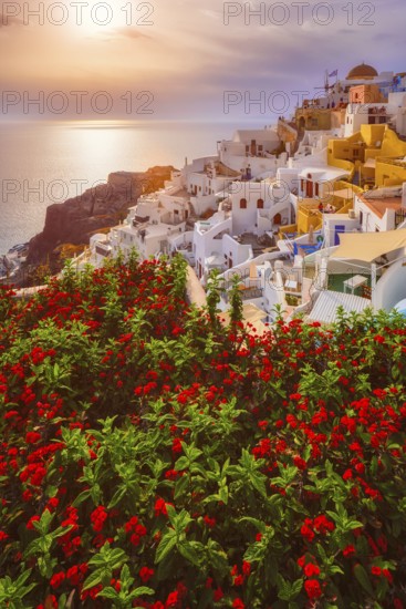 Scenic sunset over sea and picturesque Oia town on Santorini island in summer with red flowers on foreground