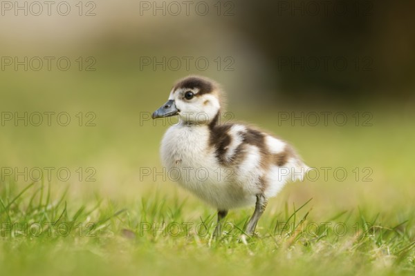 Egyptian goose (Alopochen aegyptiaca) cute chick on a meadow at the shore of a lake, Bavaria, Germany