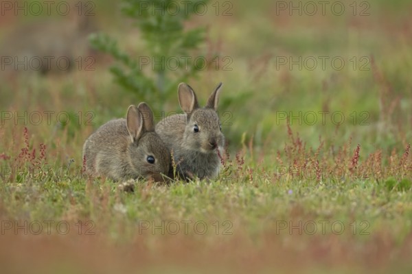 Rabbit (Oryctolagus cuniculus) two juvenile baby bunny animals feeding amongst flowering Sorrel flowers in summer, Suffolk, England, United Kingdom