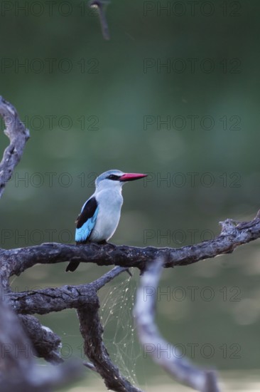 Woodland Kingfisher (Halcyon senegalensis), Okavango-Delta, Botswana
