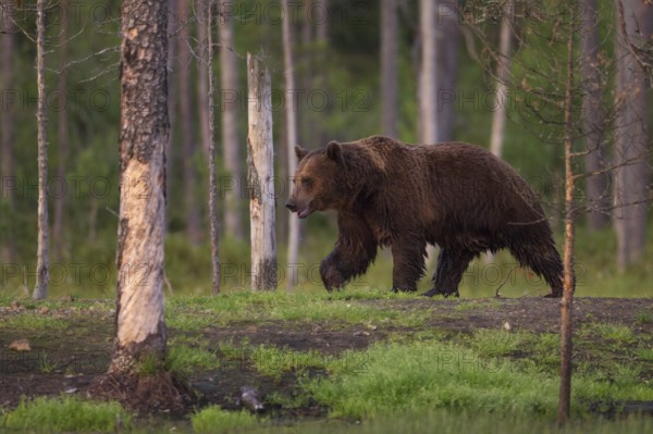 Eurasian Brown Bear (Ursus arctos), Kuhmo, Finland